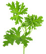 plant de géranium rosat