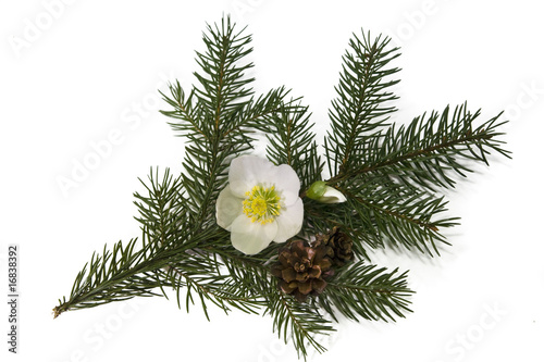 Foto: Weihnachtszweig Weihnachtszweig