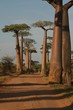 Baobabs