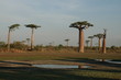 Allée des Baobabs