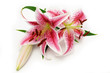 Lily