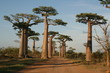 Allée des Baobabs