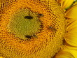 GIRASOLE