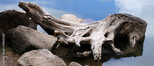 Photo: Baumstumpf im See Baumstumpf im See