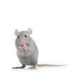Petit rat gris.