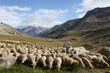 Transhumance