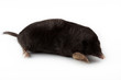 European Mole (Talpa europaea) European Mole (Talpa europaea)