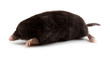European Mole (Talpa europaea) European Mole (Talpa europaea)