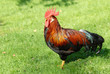 Roter Haushahn