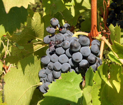 Une grappe au soleil