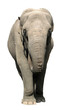 Asian elephant