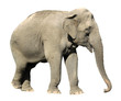 Asian Elephant