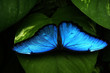 blau 2