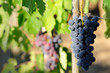 Grappolo di barbera