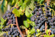 Grappoli d'uva