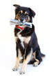 SMART DOG