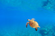 happy sea turtle