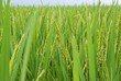 Rice field in LongJi, China in late summer