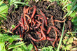 Photo: many red worms in dirt many red worms in dirt