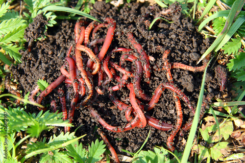 Photo: many red worms in dirt many red worms in dirt