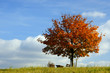 Foto: Herbstbaum Herbstbaum