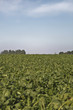 Beet field - Rüben auf dem Feld