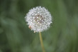 Blowball alone in the summer - Pusteblume auf der Wiese
