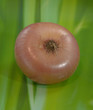 Photo: ONION ONION
