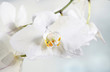 Weiße Orchidee