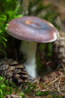 Russula