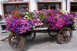Fiori