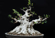 potted landscape potted landscape