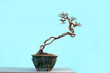 potted landscape