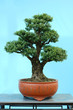 potted landscape