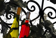 Wine bottles between vine leaves Wine bottles between vine leaves
