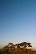 Beautiful African sunrise landscape in Kenya.