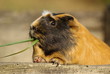 Cochon d'inde