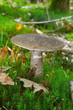 Edelpilz 4551