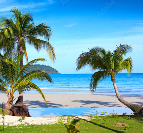 Photo: Palms on the tropical beach Palms on the tropical beach