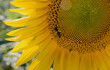 girasole con insetto