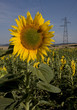 girasole
