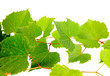 grape  leaves