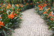 Colourful Pathway adorned with red flowers
