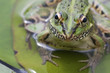 frog