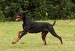 dobermann adulte noir et feu courant de profil dans le parc