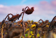 Tournesols morts