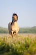 Chevaux Henson près du plan d'eau de La Bassée, au Crotoy (Baie Chevaux Henson près du plan d'eau de La Bassée, au Crotoy (Baie