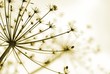 Hogweed seedhead with shallow focus and sepia tones