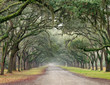 Row of Oaks