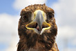 Adler